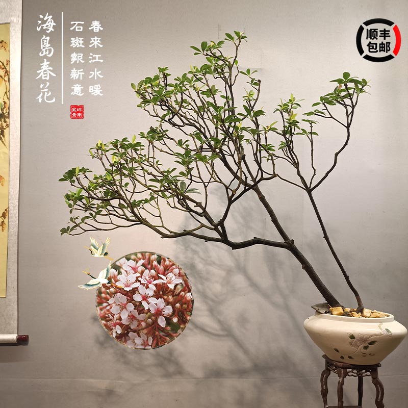 海岛春花树盆景造型盆栽办公室真绿植阳台室内好养活庭院装饰植物