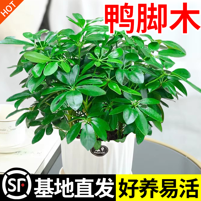 八方来财鸭脚木四季常青室内阳台桌面绿植盆栽花卉发财树苗七叶莲