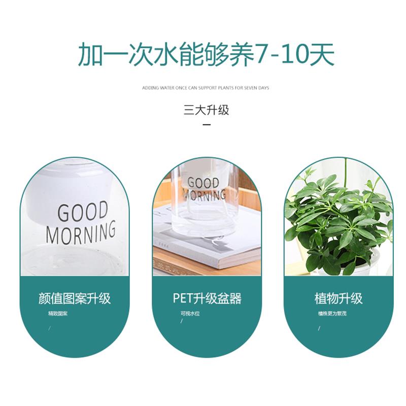 绿物箩发树盆栽办公财小090绿植室内植竹室芋蕨类植物办公桌养