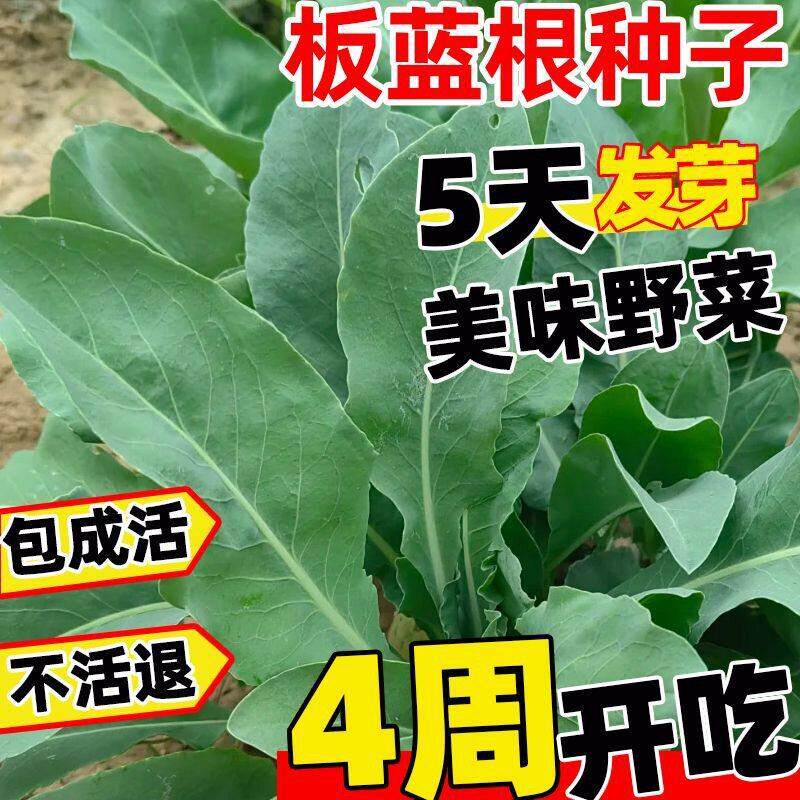 板蓝根青菜苔种子四季春秋阳台盆栽庭院农家种植蔬菜大全种籽孑