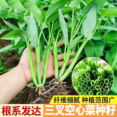 正宗高产三叉空心菜种籽柳叶通心菜种子四季阳台蔬菜种子盆栽菜园