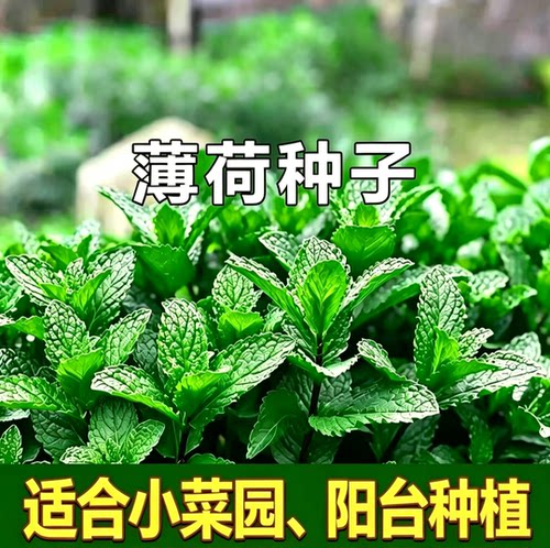 薄荷种子 可食用香草菜籽 露地大田栽种 家庭阳台盆栽菜地香草籽