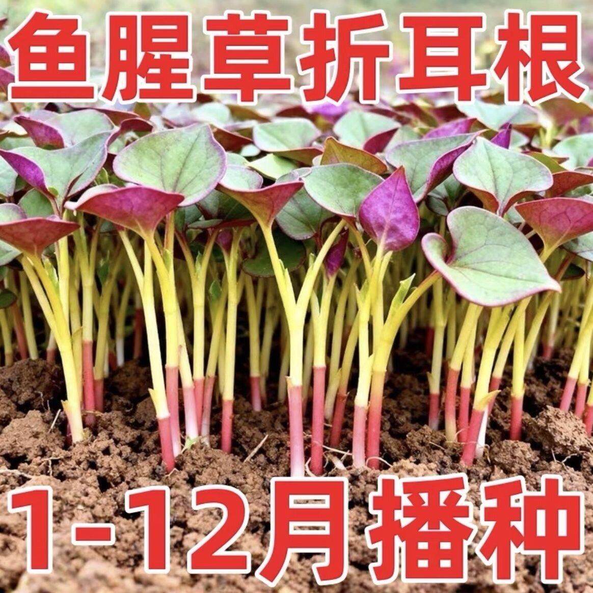 鱼腥草种子折耳根种籽种苗新鲜盆栽四季易活种根云南贵州四川蔬菜 - 实物图