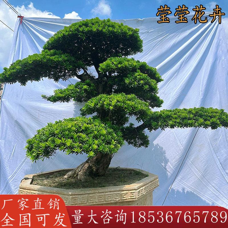 黑松造型树罗汉松造型树大树迎客松庭院盆景树大型日本罗汉松树苗