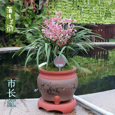 兰花苗建兰四季兰 老种市长红 夏秋带花苞绿植盆栽花卉办公室茶桌