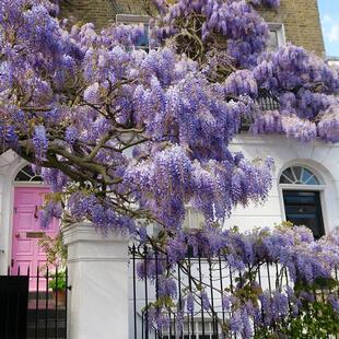 紫藤花苗爬藤植物树苗虹越盆栽庭院多花攀爬花卉绿化园林花园公园
