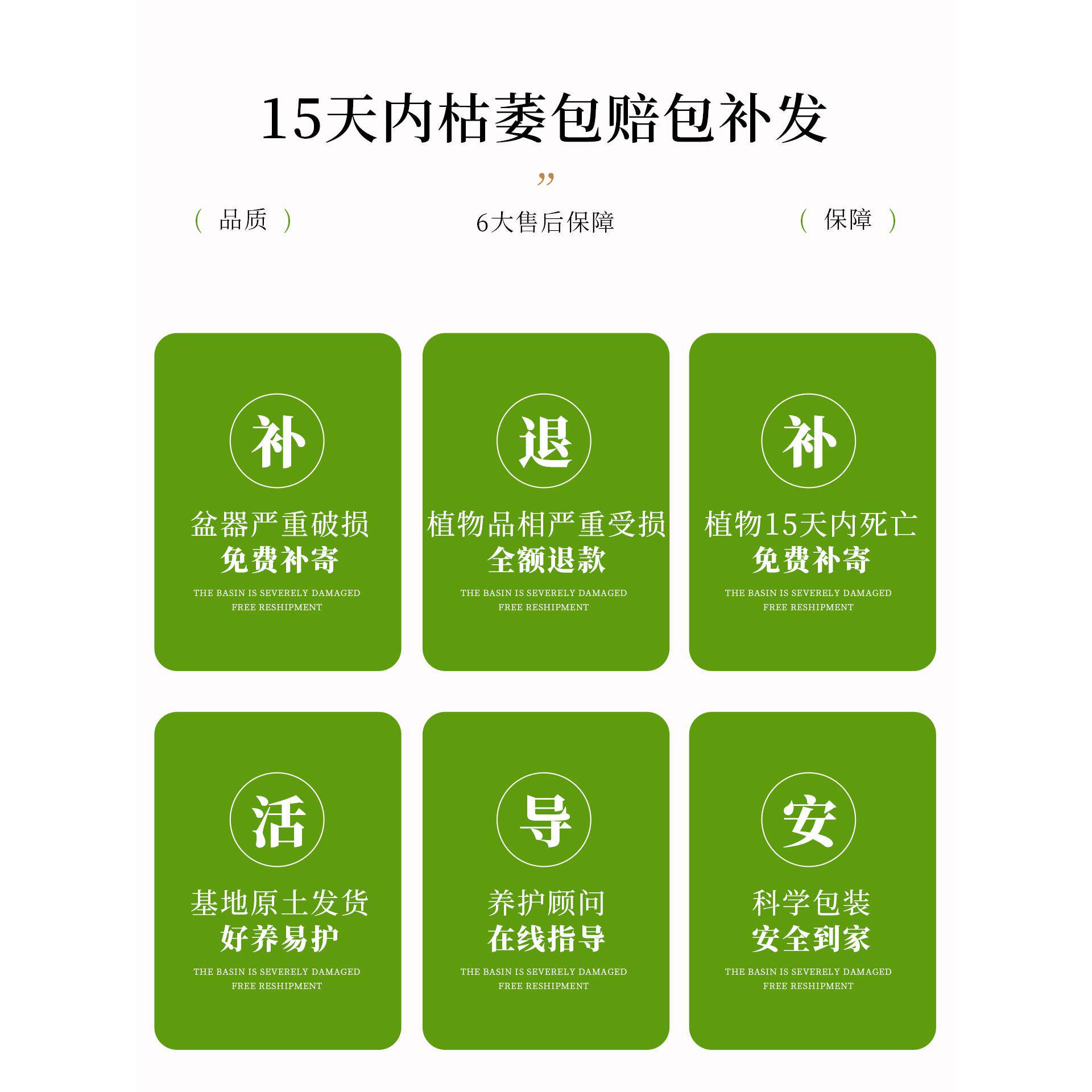 双杆造型鸭脚木盆栽苔藓球植物办公室绿植高级感客厅桌面花卉好养