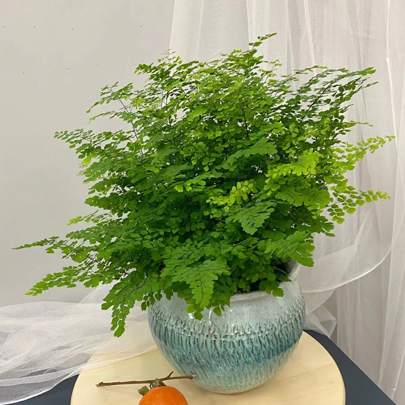 铁线蕨盆栽室内绿植大盆四季常青蕨类植物净化空气室内盆景好养活