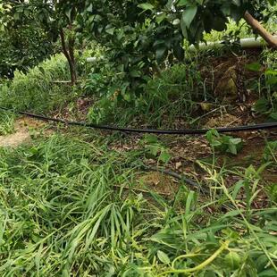 果园菜园农田大棚节水微喷灌毛细管3点4点6点无孔滴灌管