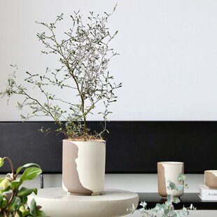 细高设计陶瓷花盆兰花水培花瓶无孔块根陶土盆栽精致陶盆蝴蝶兰小