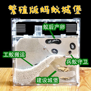 蚂蚁工坊适合各种蚂蚁城堡生态亚克力蚁巢蚁箱宠物产卵繁殖窝家园