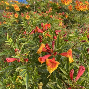 橙钟花直立大花新品凌霄花 阳台庭院盆栽橙钟花苗 耐热多年生花卉