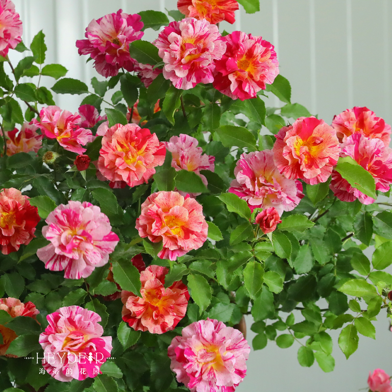 海蒂的花园 埃德加德加条纹月季抗病新手种植阳台庭院花卉盆栽苗