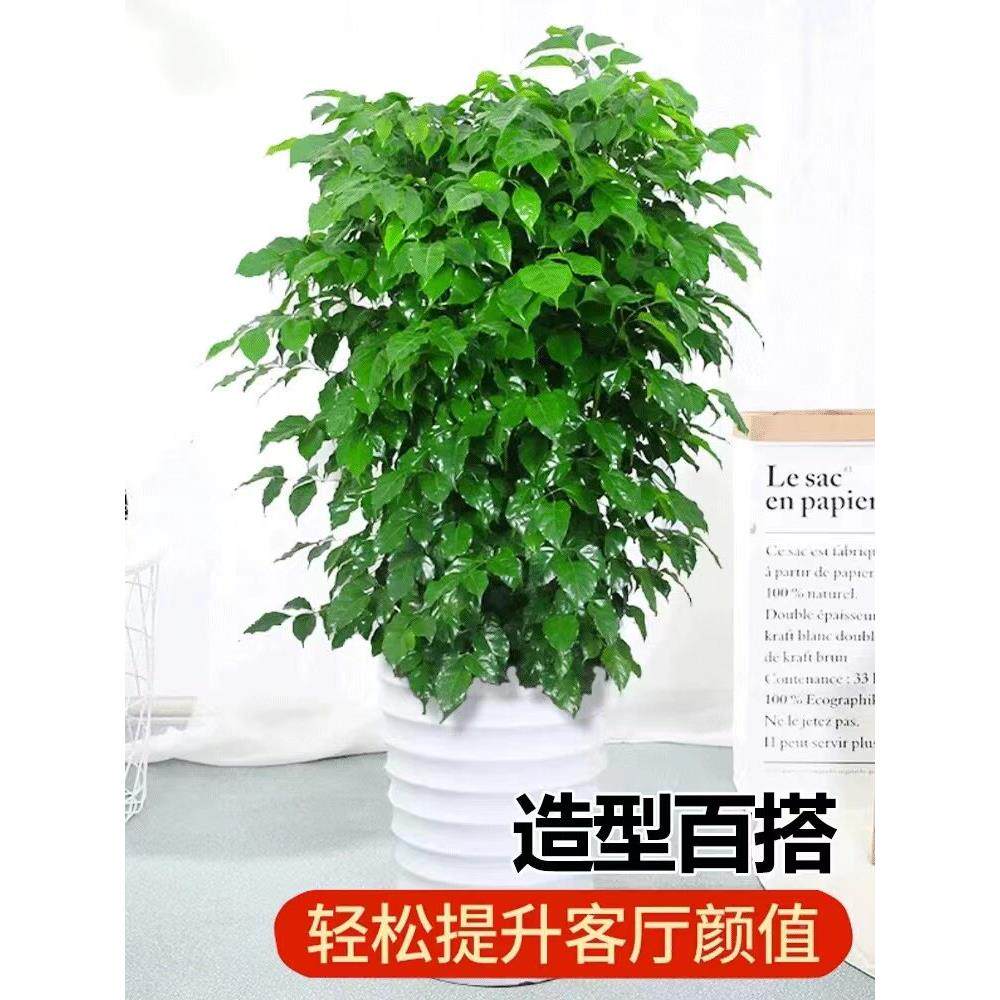 【包成活幸福LQX好树丛生大型绿】植室内乔迁花卉盆栽养易活四季