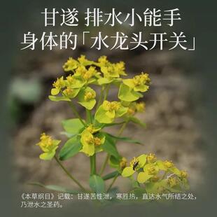 真二甘轻89499盈泡脚浴液脚足浴包艾草泡脚遂液药草不泡包