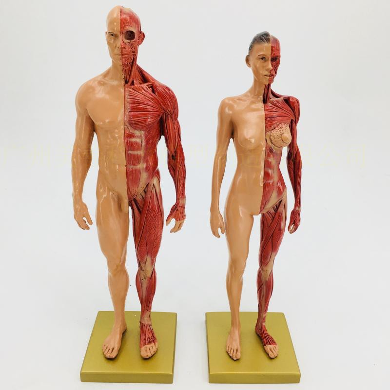 30cm绘画参考头骨模型半身w像医学艺用人体肌肉骨骼解剖结构 美术