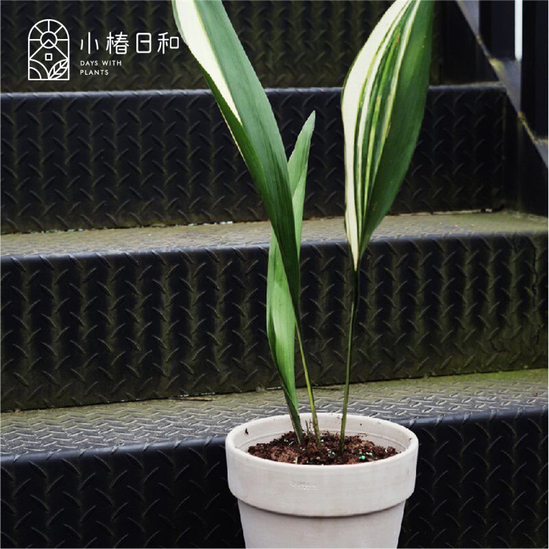 小椿日和 花叶锦叶一叶兰观叶绿植锦化植物切叶素材斑叶室内耐阴