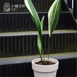 小椿日和 花叶锦叶一叶兰观叶绿植锦化植物切叶素材斑叶室内耐阴