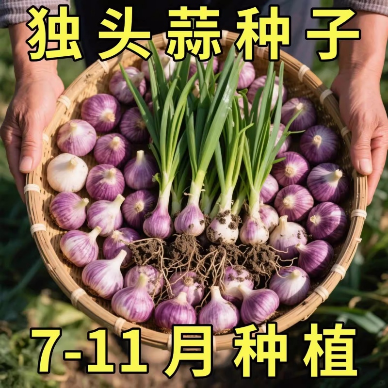 独头蒜种子紫皮农家菜子秋冬季种植蔬菜盆栽圆葱头健康蔬菜种种子