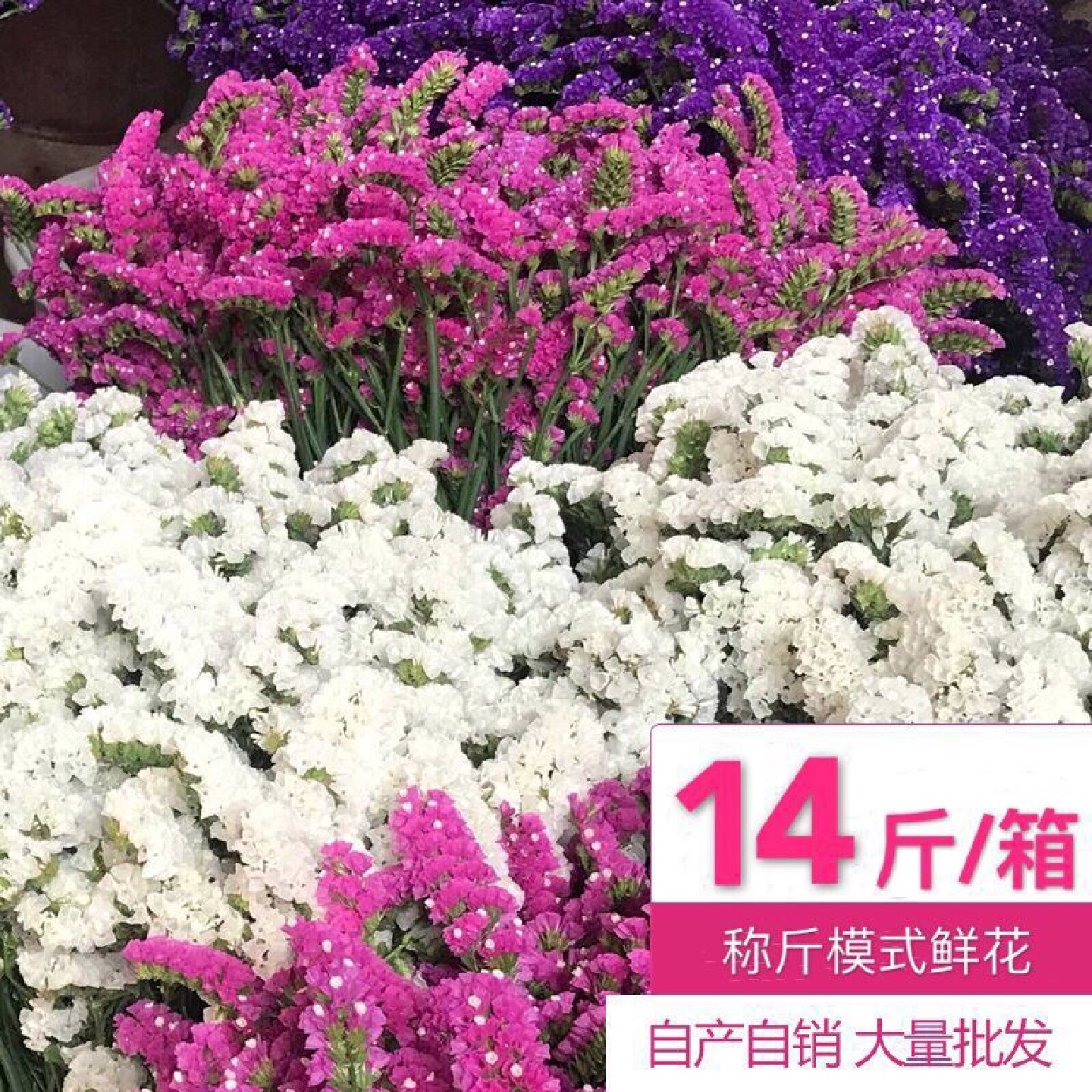 跑江湖地摊云南勿忘我干花论斤卖鲜花真花满天星水晶草批发包邮
