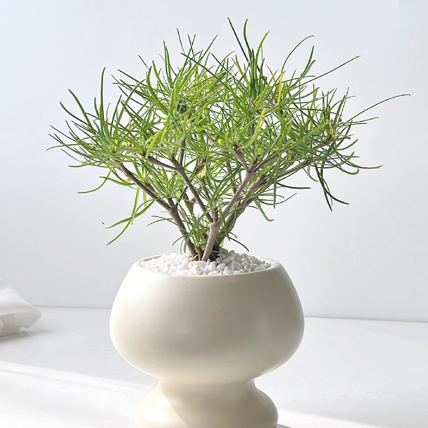 小众荒漠块根植物柳叶麒麟办公室茶几书房桌摆北欧风情绪解压盆栽