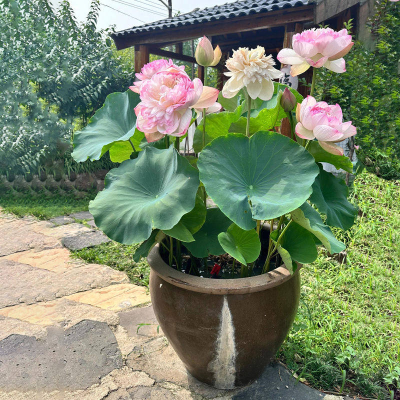 四季莲藕苗大型观赏荷花种藕苗 莲藕种苗 盆栽荷花种根苗水培,鲜花速递/花卉仿真/绿植园艺,食虫植物,淘宝优惠券,粉丝福利购,淘宝优惠卷