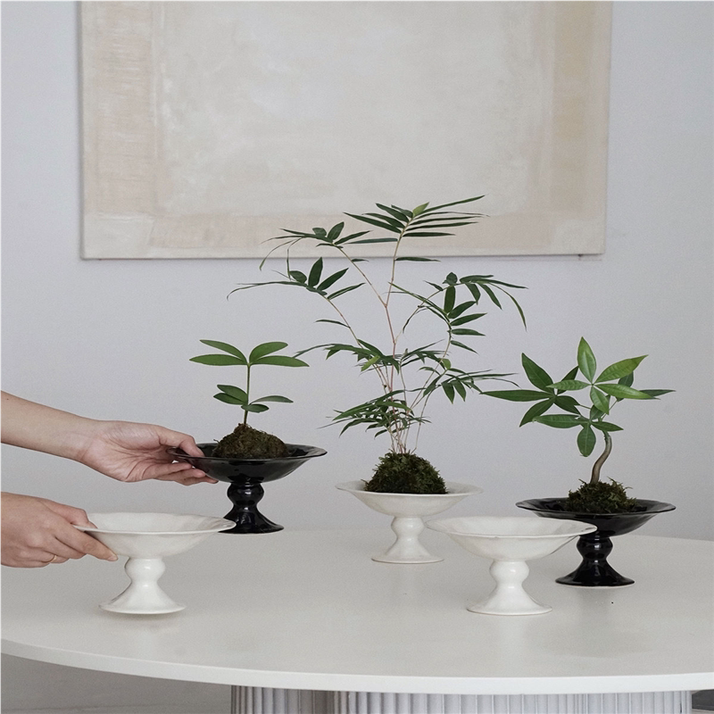 植物私生活 苔藓球组合植物办公室卧室卫生间懒人小型桌面盆栽