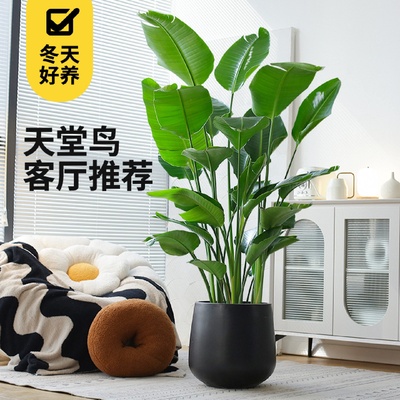 天堂鸟盆栽去甲醛室内客厅大型绿植办公室大叶植物花卉鹤望兰新房