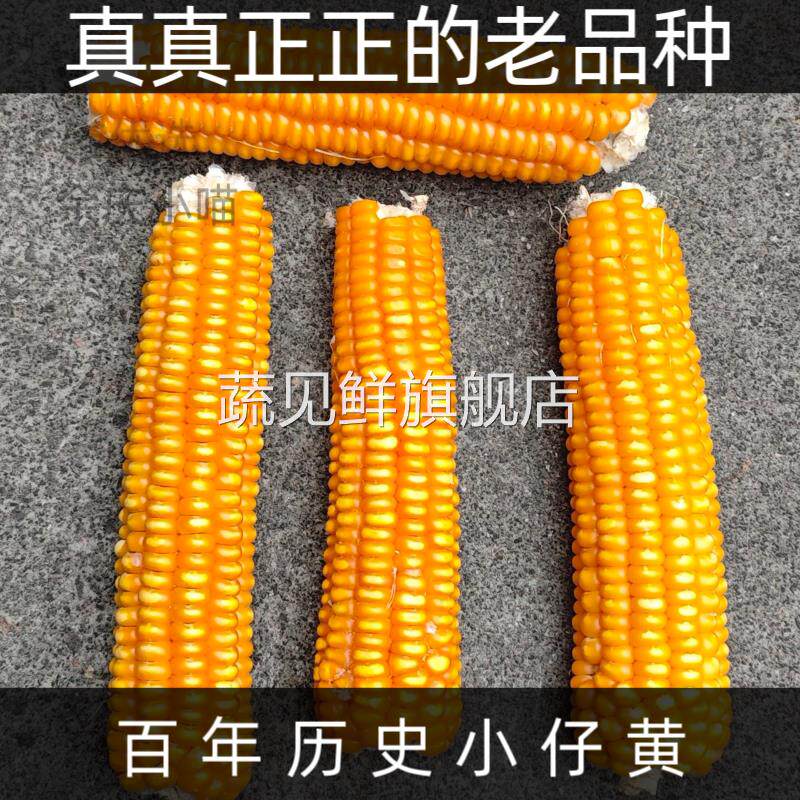 传统老品种小金黄玉米粒老式包谷70年代农家自种农村笨玉米棒子