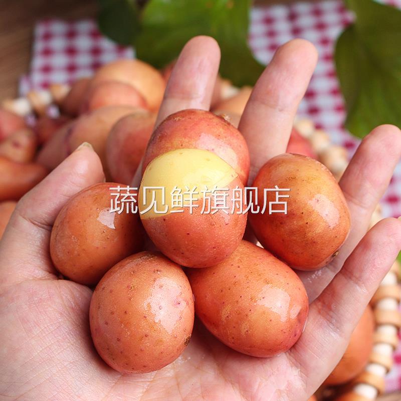 云南高山超迷你小土豆新鲜10斤农家特小商用红皮珍珠黄心洋芋