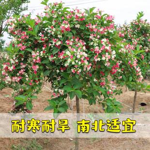 五彩锦带树苗盆栽别墅庭院花树园林风景树绿化垂吊花卉耐寒驱蚊虫