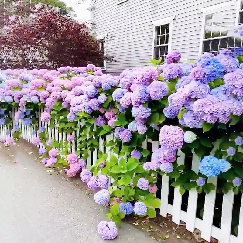 无尽夏绣球花苗盆栽大花室内阳台多季开花八仙花耐寒庭院地栽花苗
