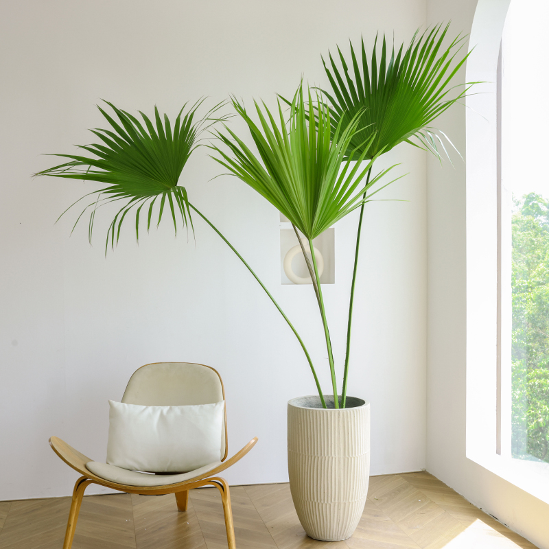 大叶蒲葵绿植室内大盆栽客厅落地庭院造景耐寒好养办公室大型植物