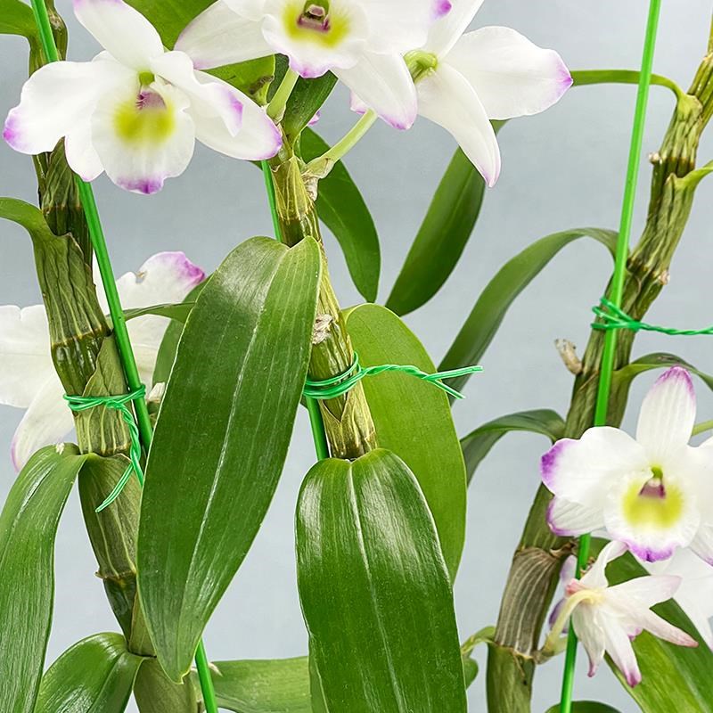 园艺扎线包塑铁丝扎带爬藤植物固定绳捆线植物防倒伏支架绑花神器