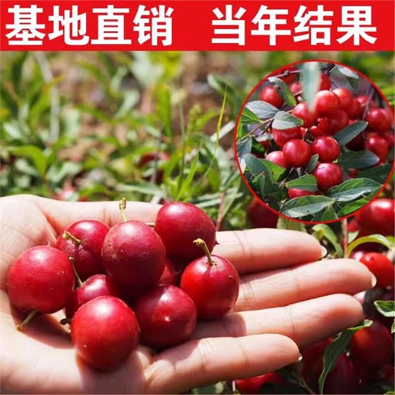钙果苗欧李高钙欧钙果树苗鲜食补钙盆栽地栽钙果南北种植耐寒结果