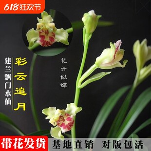 四季兰建兰彩云追月老种兰花苗现带花苞浓香室内阳台好养绿植盆栽