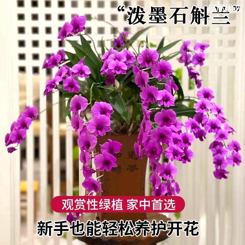 现带花红泼墨石斛盆栽秋石斛兰花苗懒人花卉绿植开花净化空气