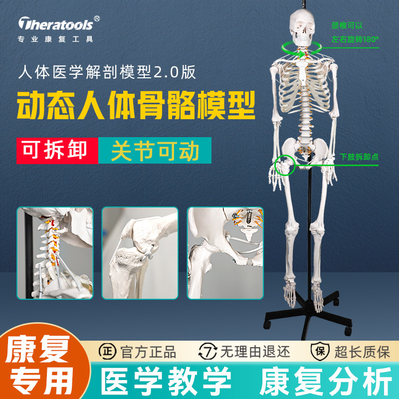 theratools人体全关节动态骨骼模型180cm康复医院用功能展示骨架