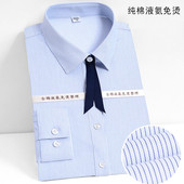 职业正装 女士纯棉液氨免烫衬衫 长袖 蓝白条纹方领商务女寸衬衣