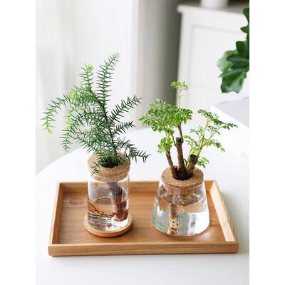 水培植物春羽小铁树澳洲杉室内桌面办公室植物小盆栽好养室内花盆