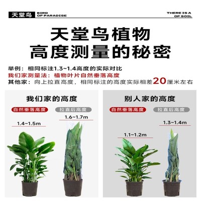 天堂鸟盆栽室内客厅大型绿植办公室大叶植物花卉鹤望兰去甲醛新房