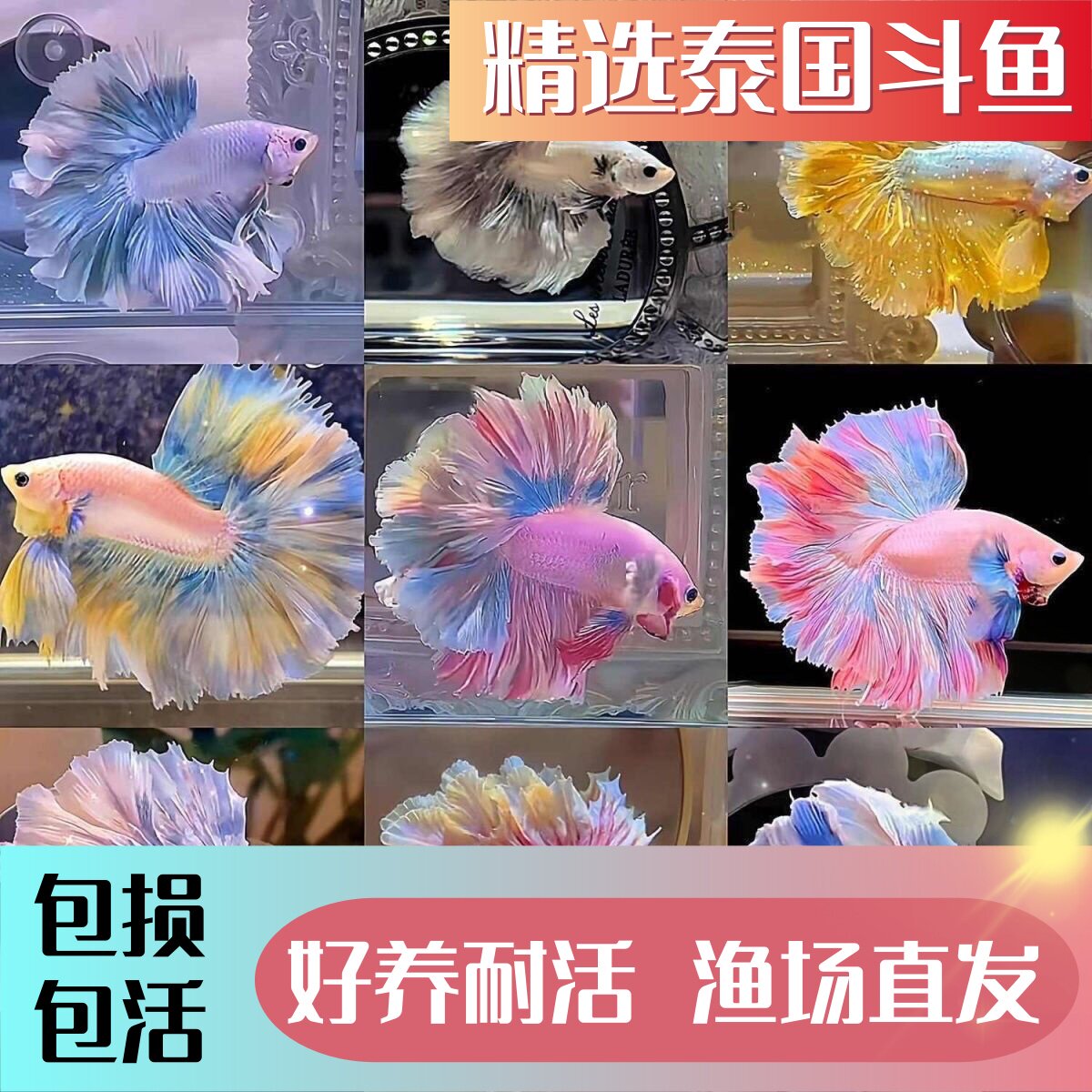 泰国斗鱼观赏鱼热带淡水小型金鱼