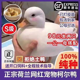 网红纯种宠物鸭荷兰柯尔鸭活苗小黄鸭幼崽成年观赏鸭活体宠物鸭苗