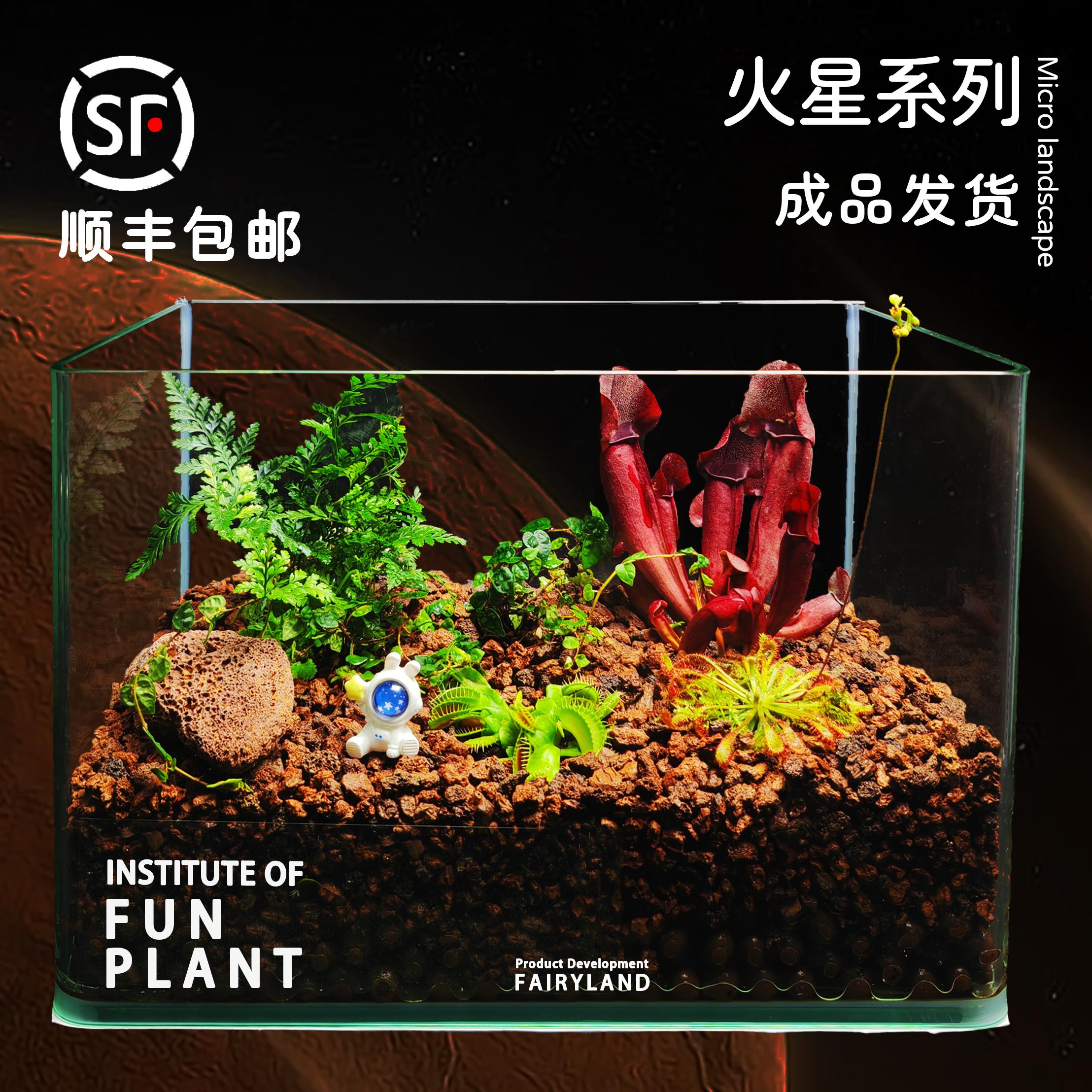 火山石生态缸玻璃微景观客厅室内桌面食虫植物趣味适合爬虫宠物