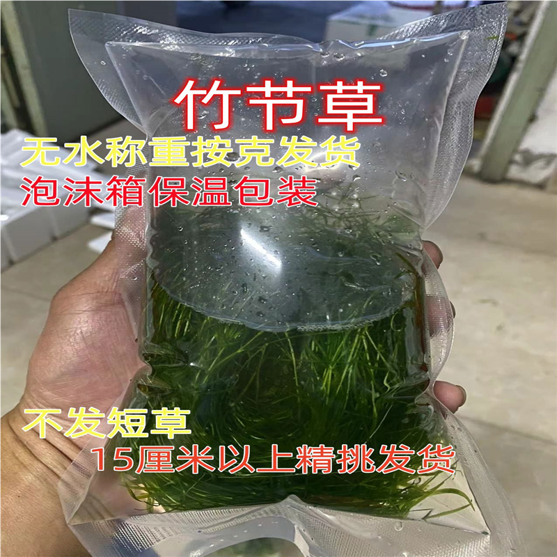 竹节草印度小竹节水草植物鱼缸水族箱造景水榕蜈蚣草绿菊活体