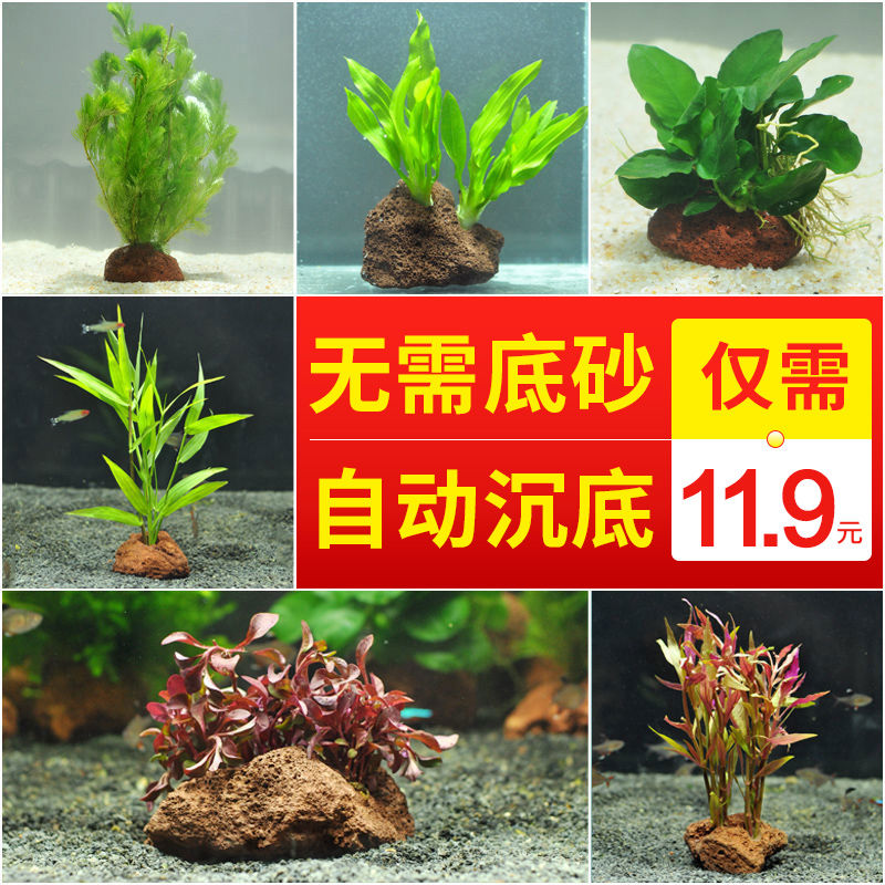 火山石水草活体鱼缸装饰淡水植物水榕水族箱造景套餐易养懒人