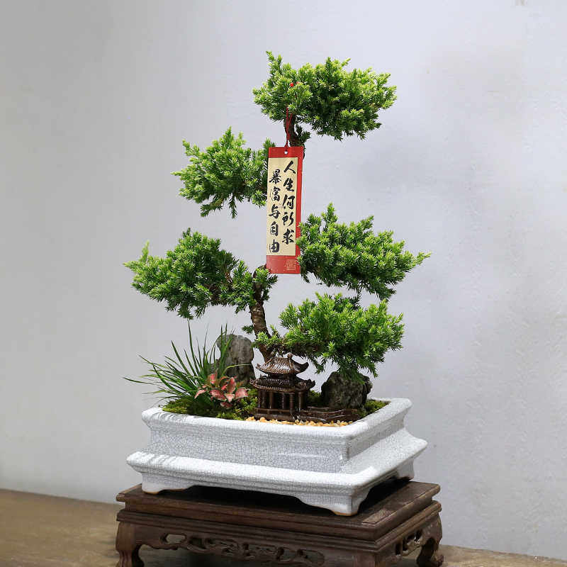 五层塔松盆栽造型盆景植物室内茶室办公室桌面绿植乔迁新居送,鲜花速递/花卉仿真/绿植园艺,造型盆景,淘宝优惠券,粉丝福利购,淘宝优惠卷