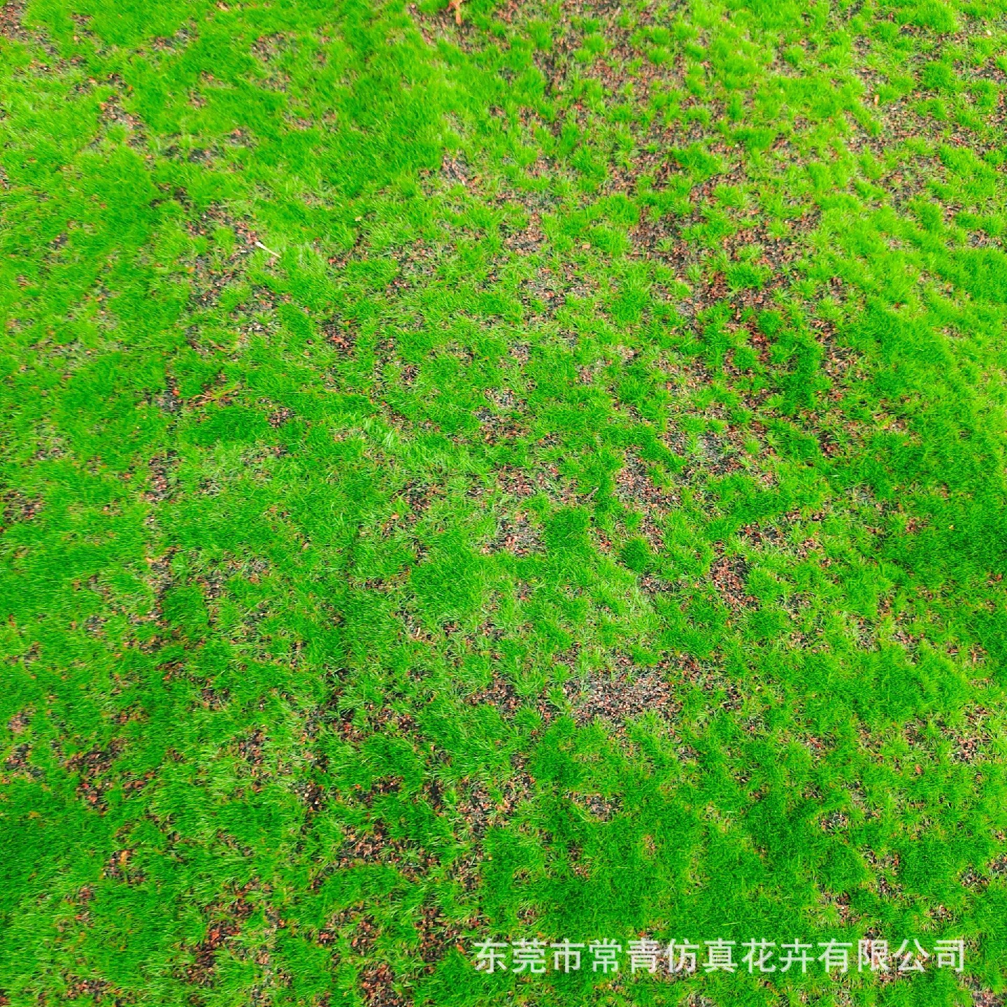 ins风格仿真盆栽家居软装绿植橱窗造景配件仿真鼓包青苔草皮