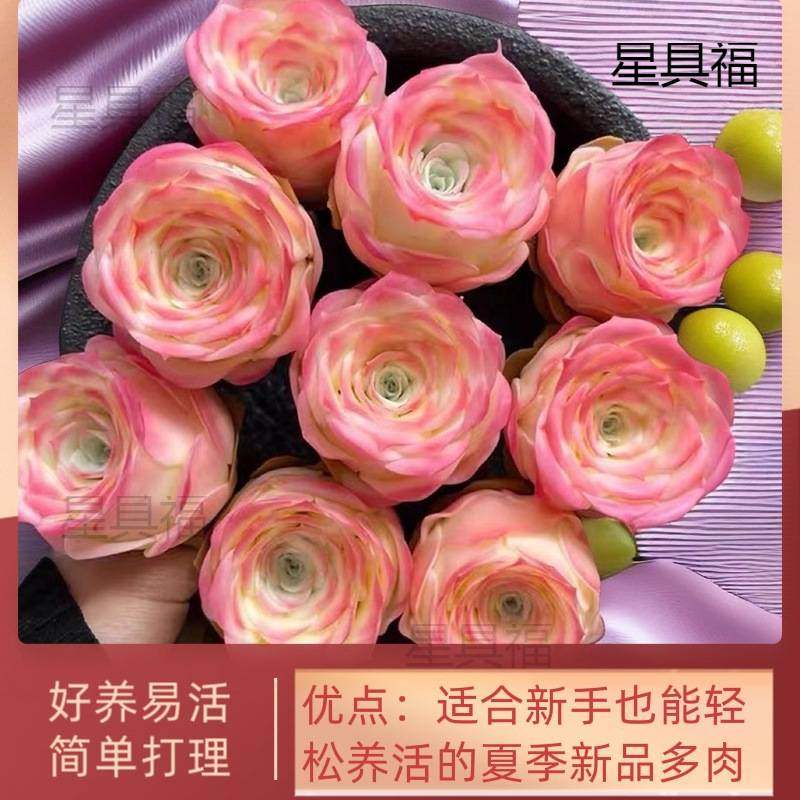 山地玫瑰水蜜桃酒杯粉耶罗鸡蛋多肉植物盆栽室内阳台创意桌面绿植,鲜花速递/花卉仿真/绿植园艺,月季/蔷薇/玫瑰,淘宝优惠券,粉丝福利购,淘宝优惠卷