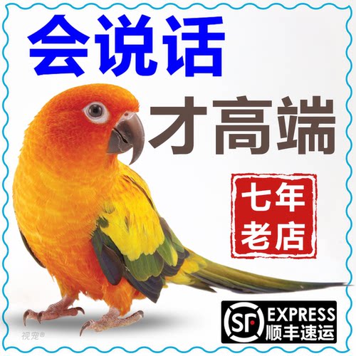 会说话鹦鹉纯手养国血大头虎皮